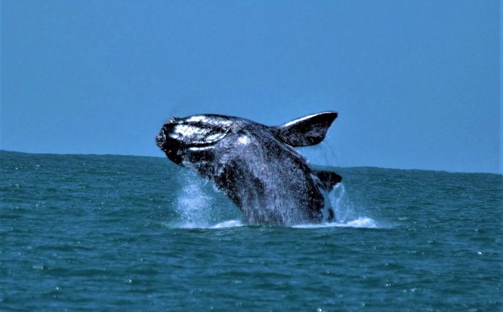 Saiba como observar baleias na Praia do Rosa