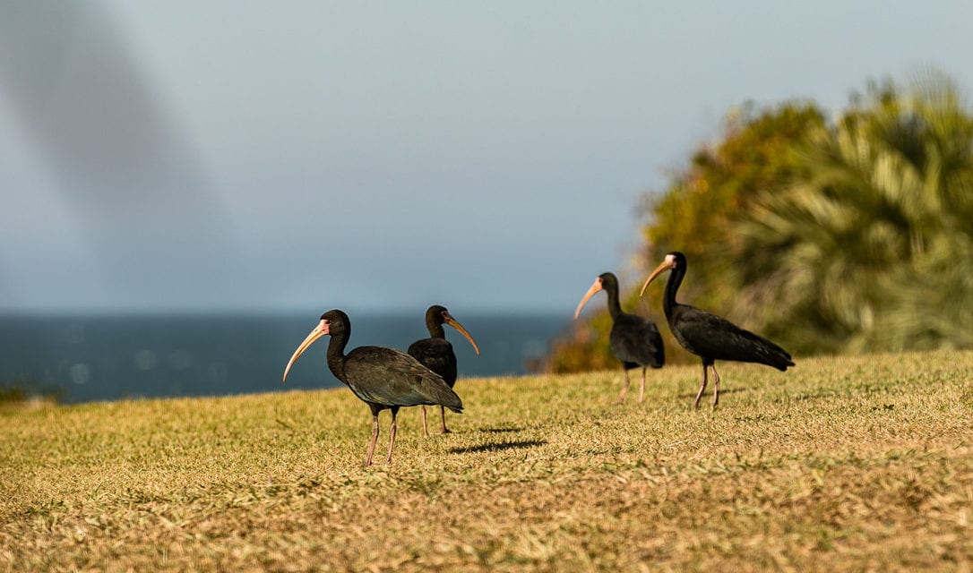 Birdwatching: conheça 7 espécies de aves típicas da Praia do Rosa