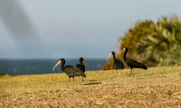 Birdwatching: conheça 7 espécies de aves típicas da Praia do Rosa