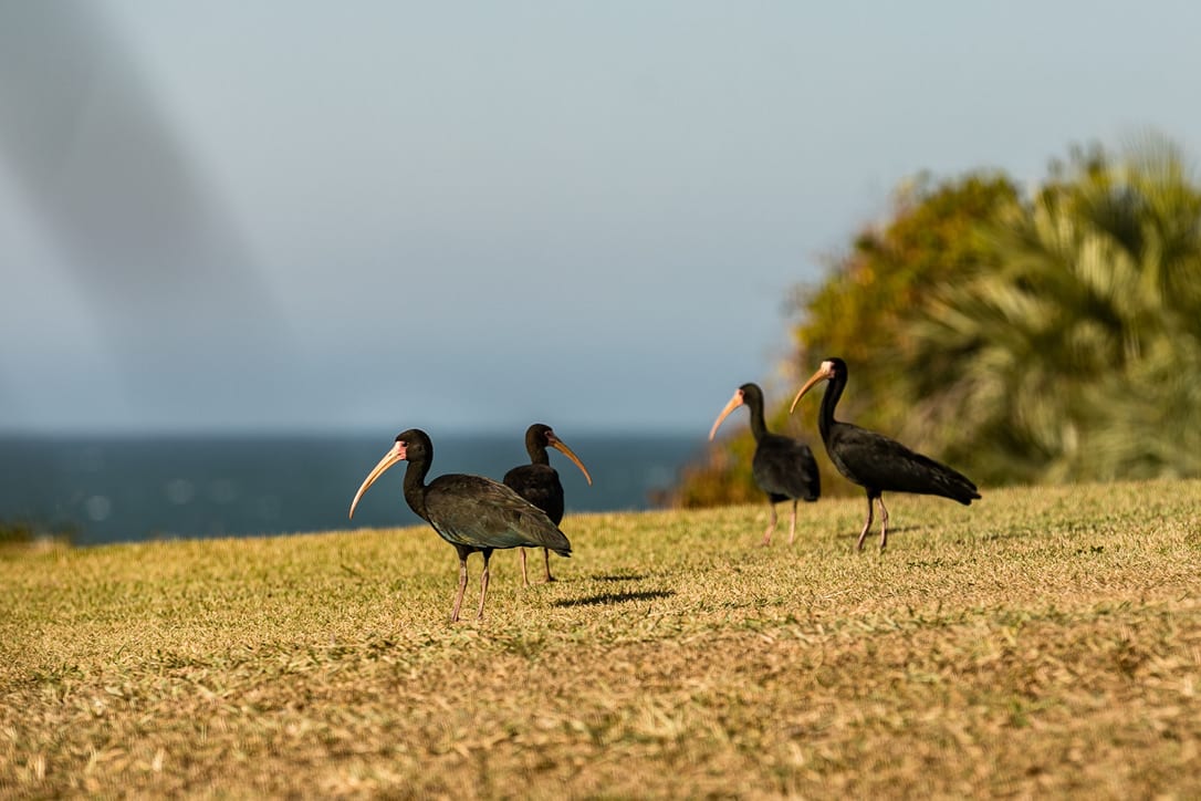 Conheça o “Projeto Jogue Limpo” e a preservação da Praia do Rosa