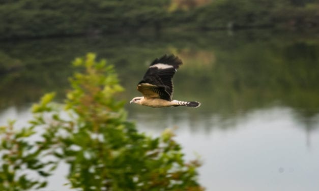 Observação de aves: 7 dicas para praticar Birdwatching