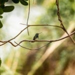 Observar aves: 7 dicas para praticar a atividade com segurança