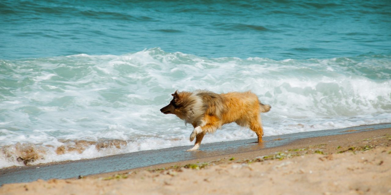 Cachorro na praia: quais cuidados tomar para uma viagem incrível