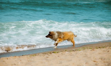 Cachorro na praia: quais cuidados tomar para uma viagem incrível